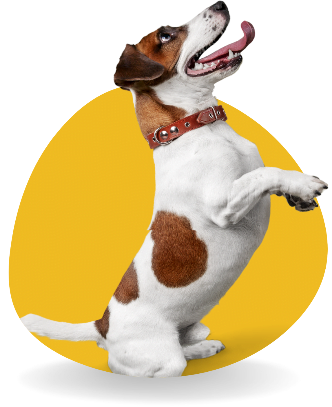 cachorroGaleria