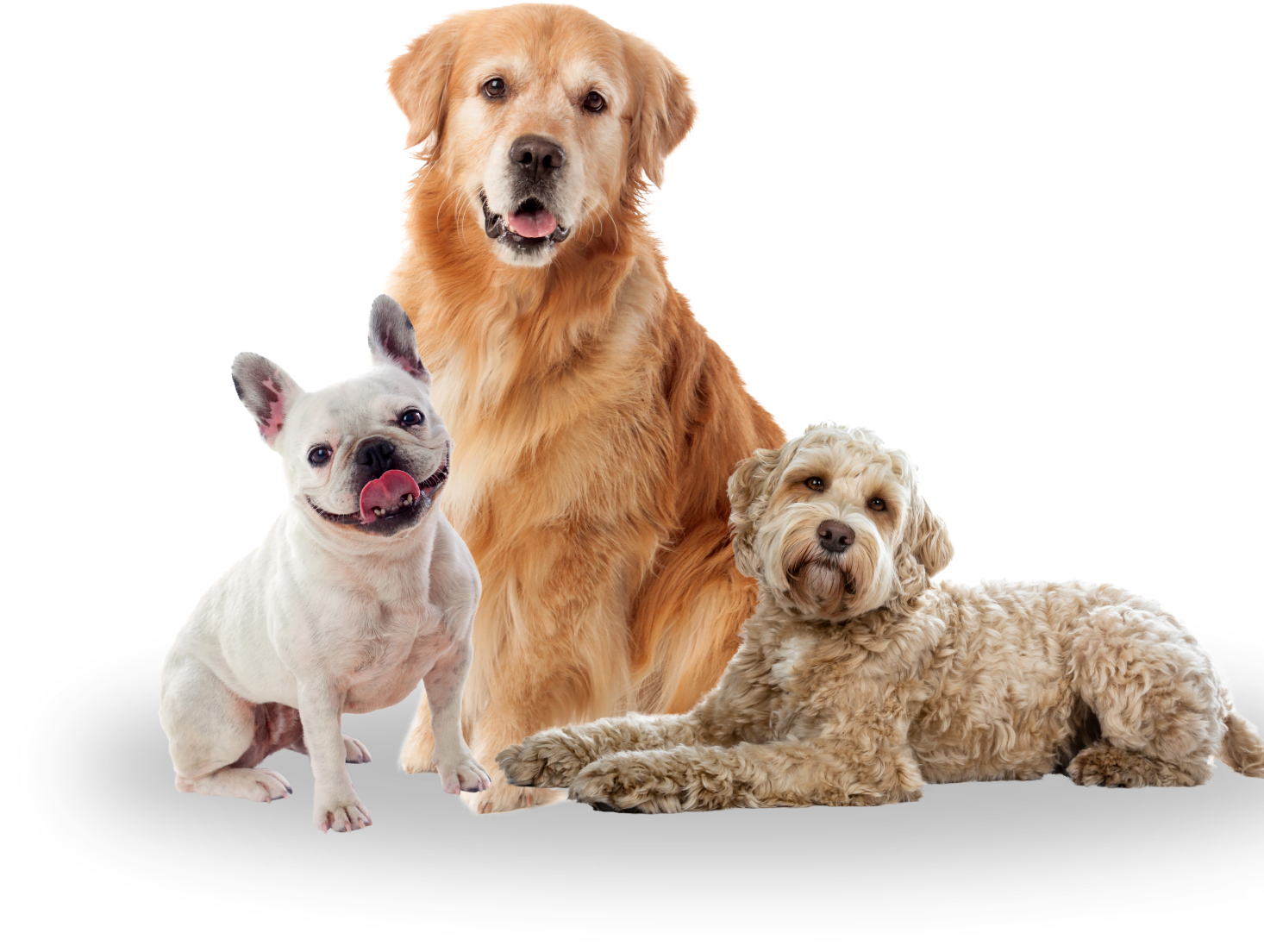 dogs